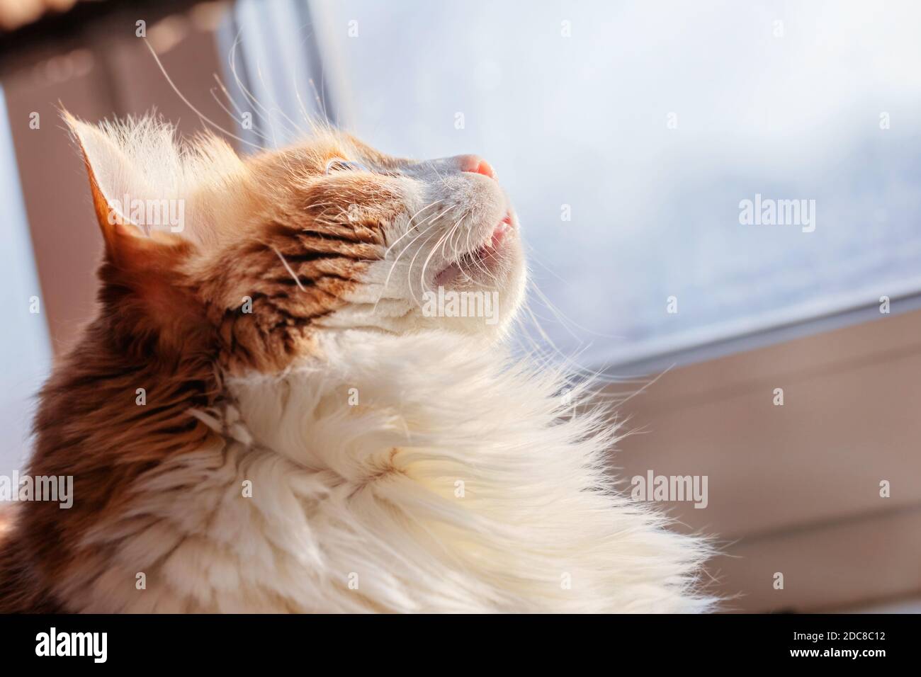 Pretty adult red cat at window looks up Stock Photo