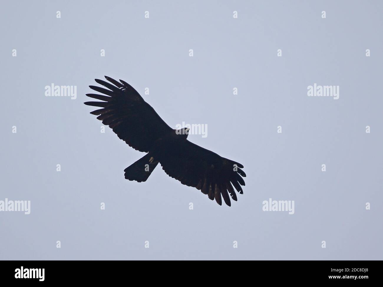 Indian Black Eagle (Ictinaetus malayensis malayensis) adult in flight  Dasyueshan National Forest, Taiwan       April Stock Photo
