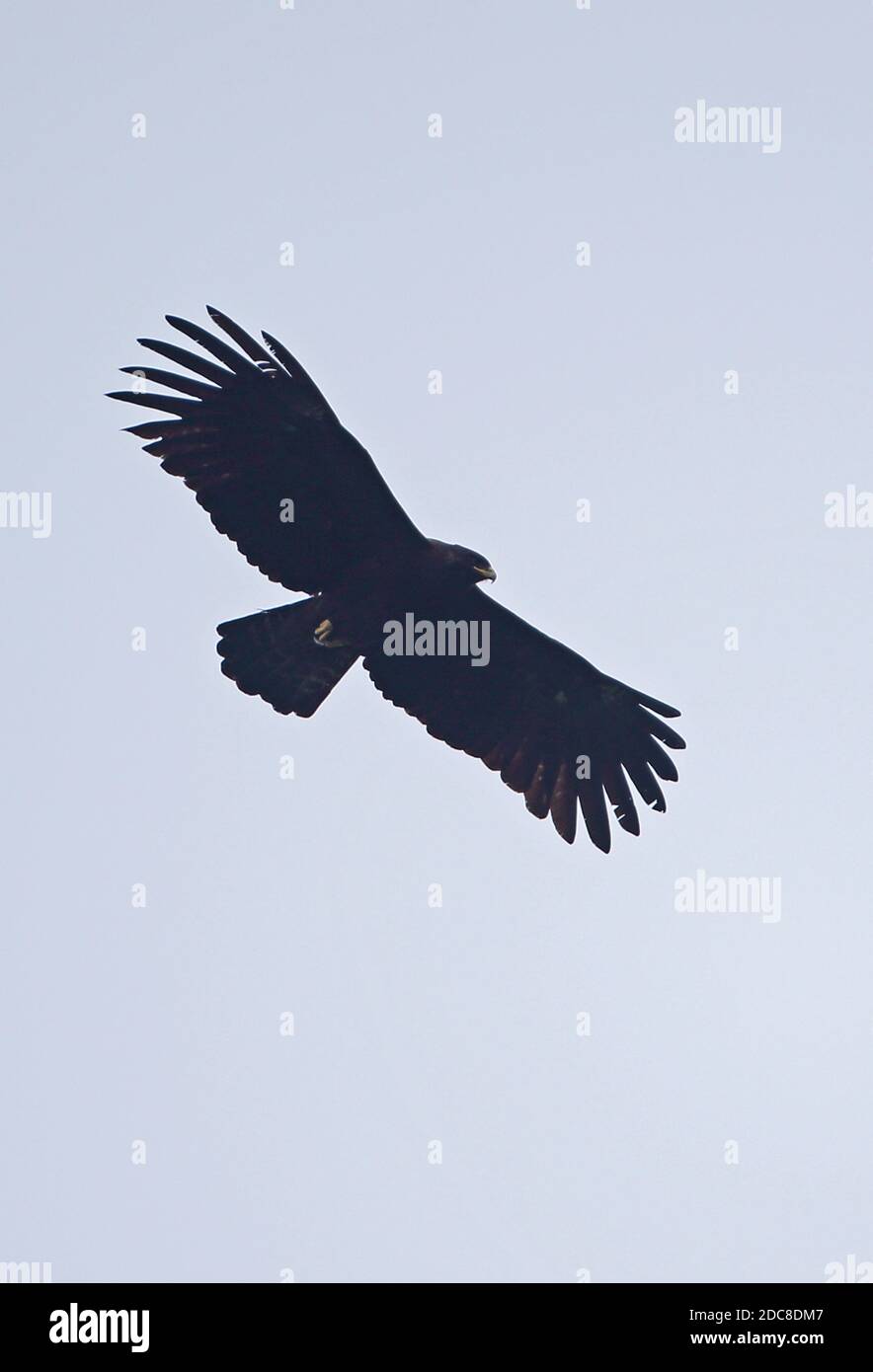 Indian Black Eagle (Ictinaetus malayensis malayensis) adult in flight  Dasyueshan National Forest, Taiwan       April Stock Photo
