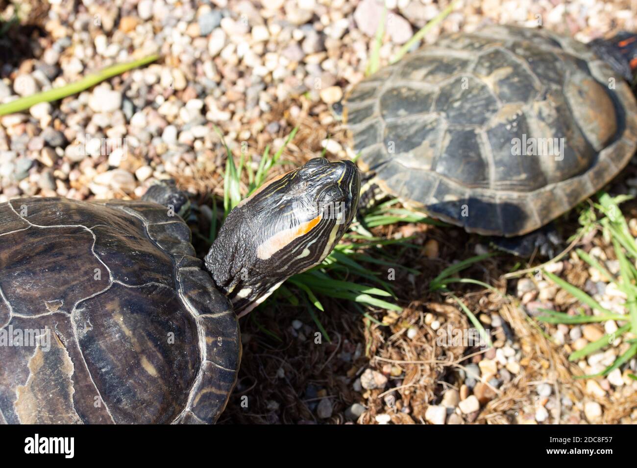 Trachemys scripta turtle head close-up, riverbank wildlife Stock Photo ...