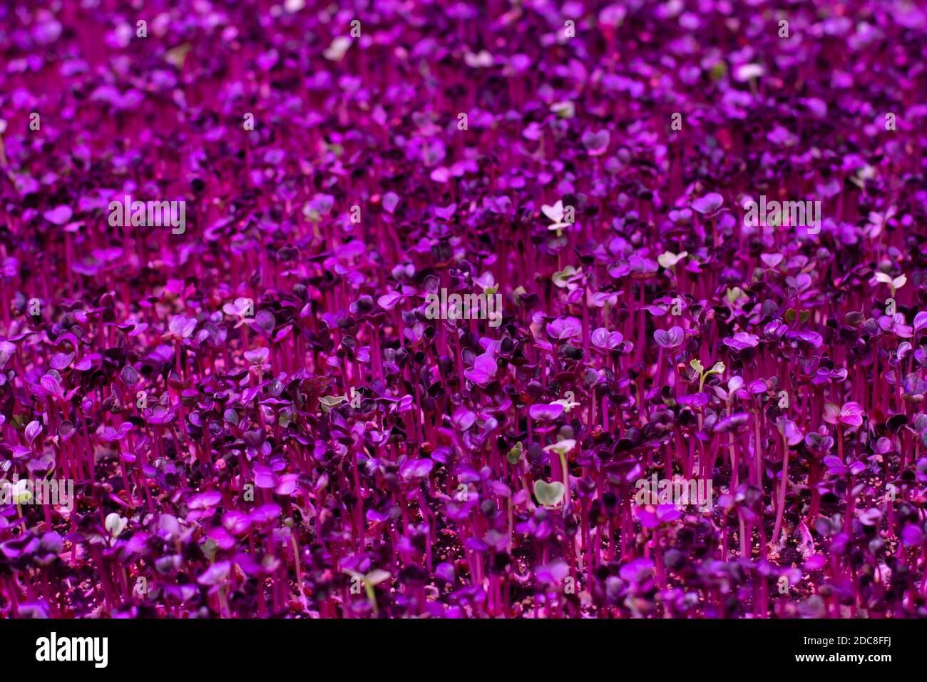 Sprouts of germinated plant seeds under the light of a purple phytolamp, ice lighting for indoor plants. Purple pink background Stock Photo