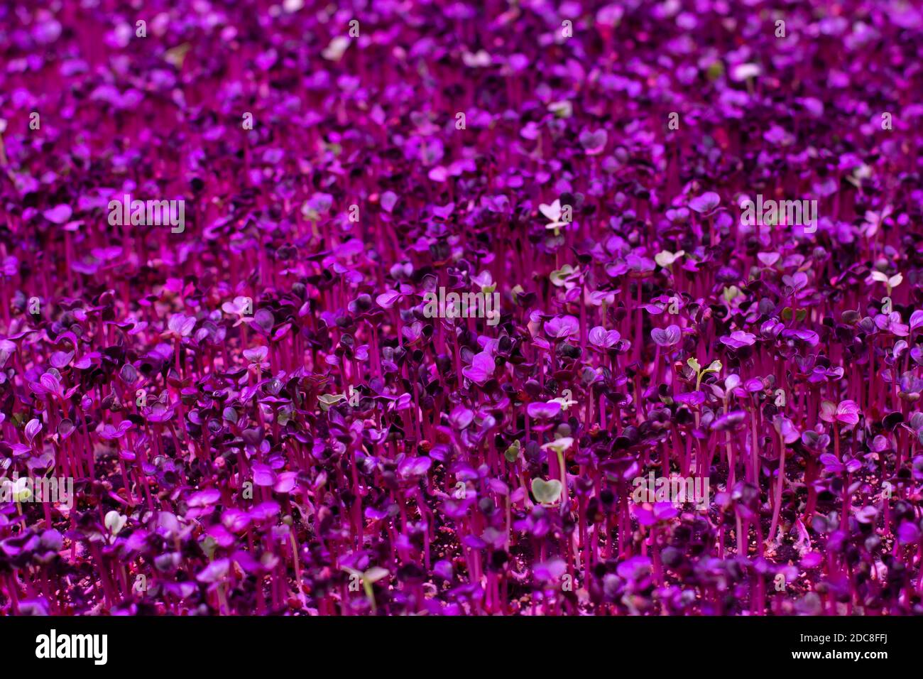 Sprouts of germinated plant seeds under the light of a purple phytolamp, ice lighting for indoor plants. Purple pink background Stock Photo