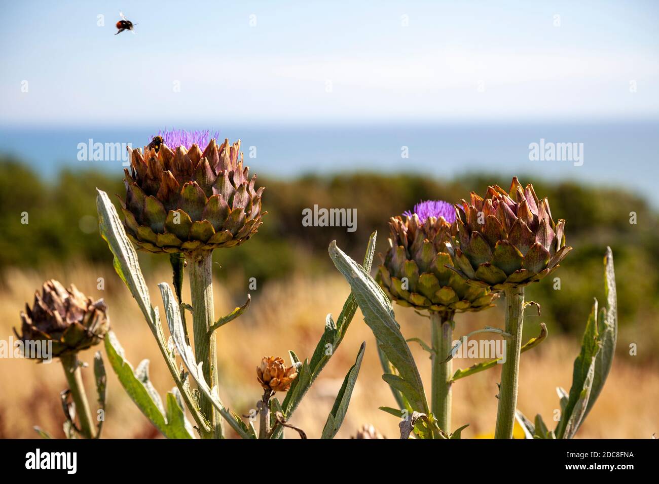 Bees collecting pollen from artichoke flowers on an allotment overlooking the sea  East Sussex, UK Stock Photo