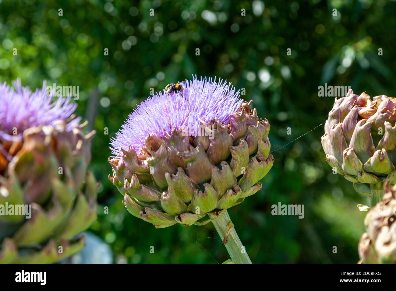 Bee collecting pollen on an artichoke flower on an allotment in the UK