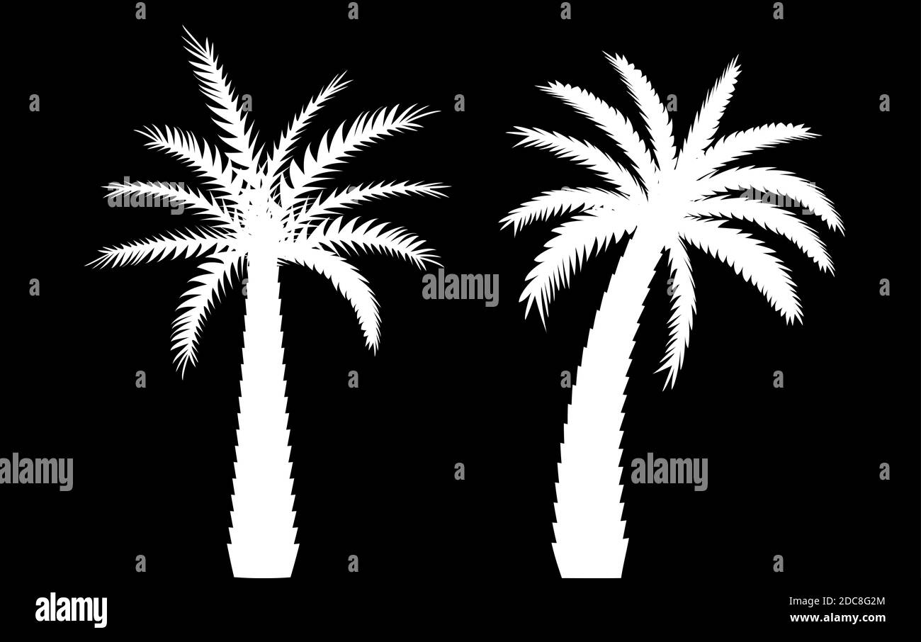 Beautiful Black and White Palm Tree Leaf Silhouette Background ...