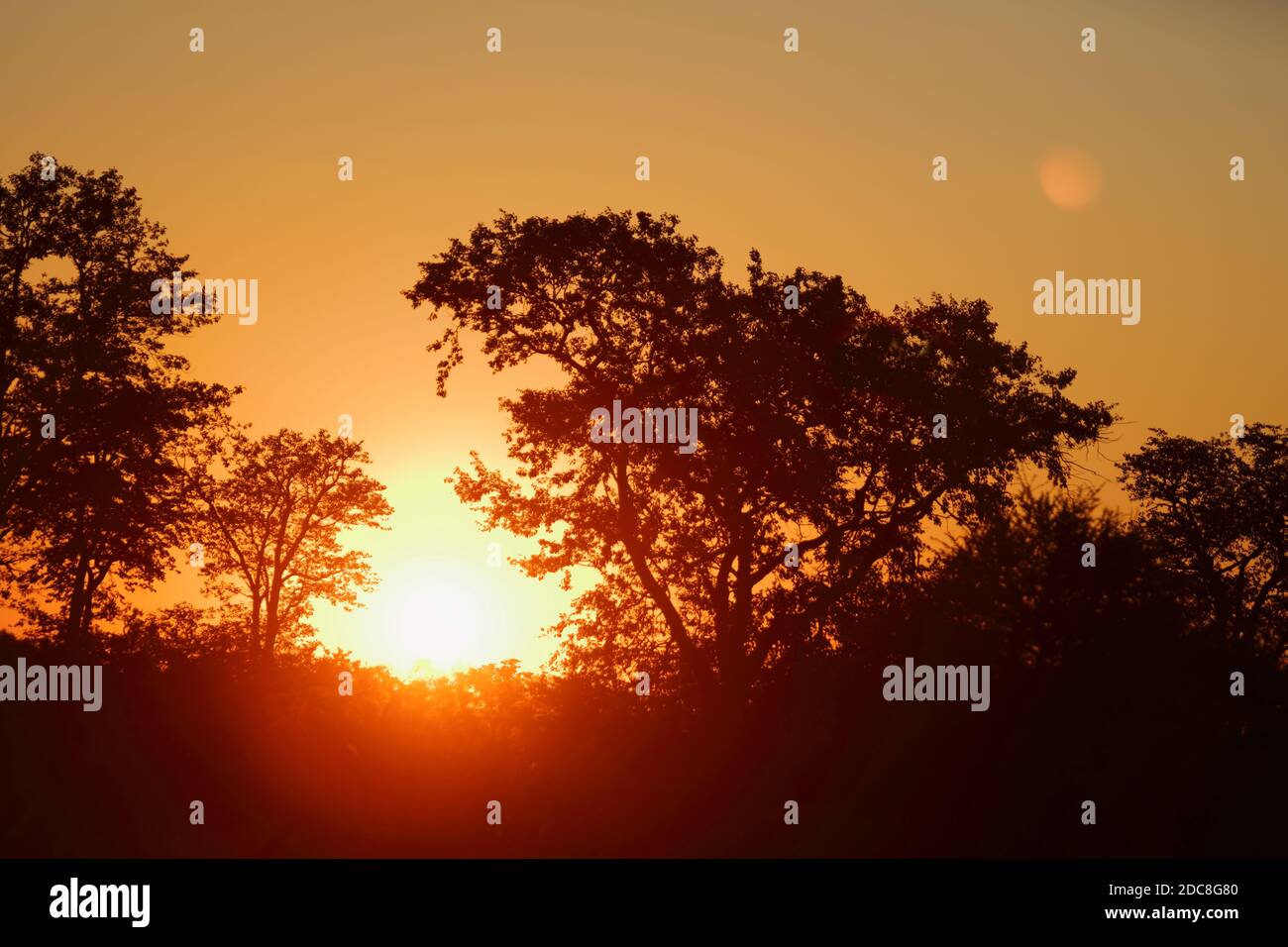 Africa Animals Wildlife Nature Stock Photo - Alamy