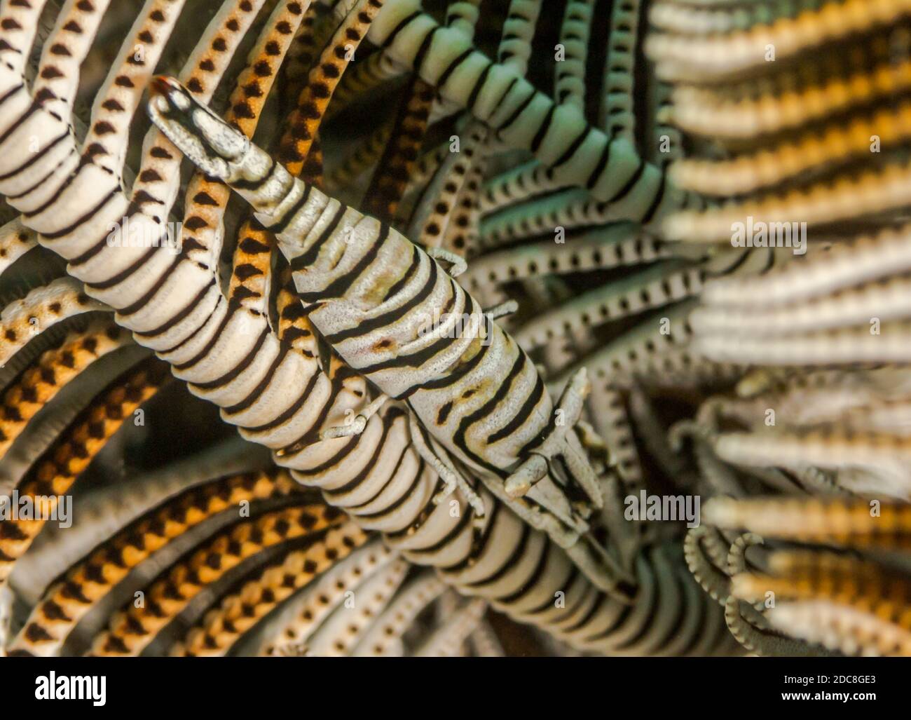 zebra shrimp hiding in feather star coral in sea Stock Photo