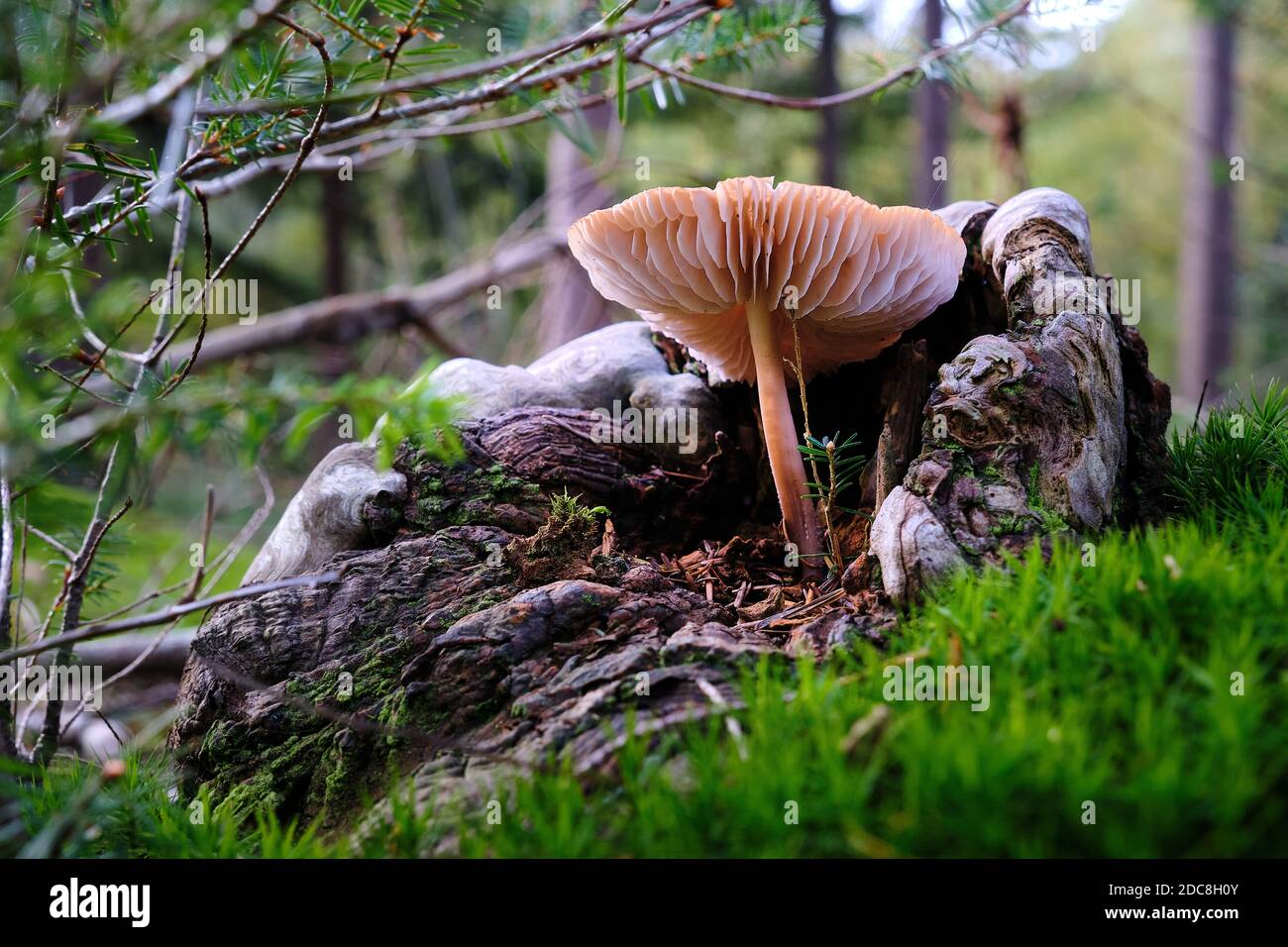 Autumn scene close up of a mushroom in an old stump, tree trunk on the forest floor with green moss and autumn leaves. Oct. 2020 Amersfoort, the Stock Photo
