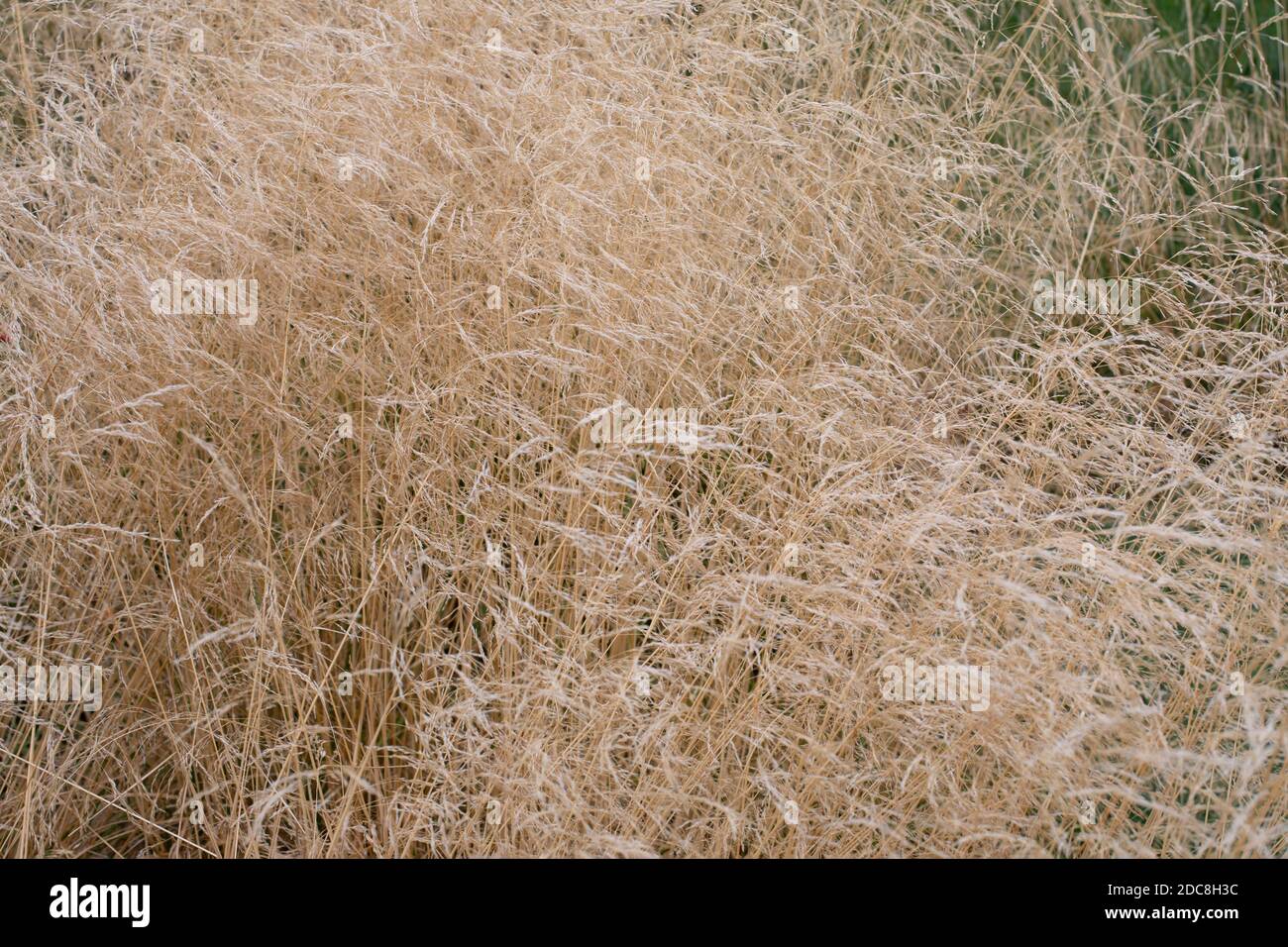 Deschampsia cespitosa close-up, dry stems of wild bluegrass. Natural background delicate herbaceous plant Stock Photo