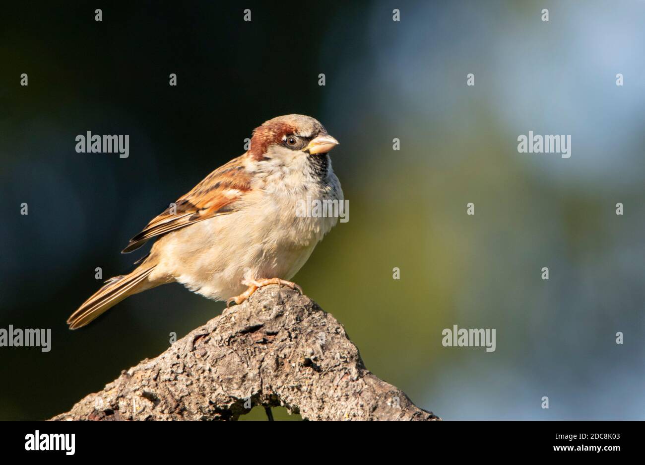 House Sparrow, Passer domesticus, wild garden bird, perched over a British Garden , Autumn2020 Stock Photo