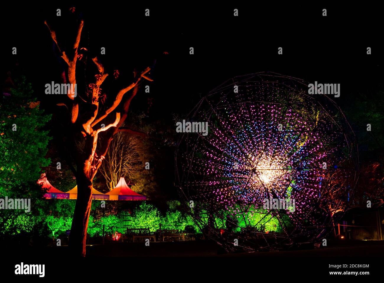 Edinburgh Zoo, Scotland, United Kingdom, 19th November 2020. Edinburgh