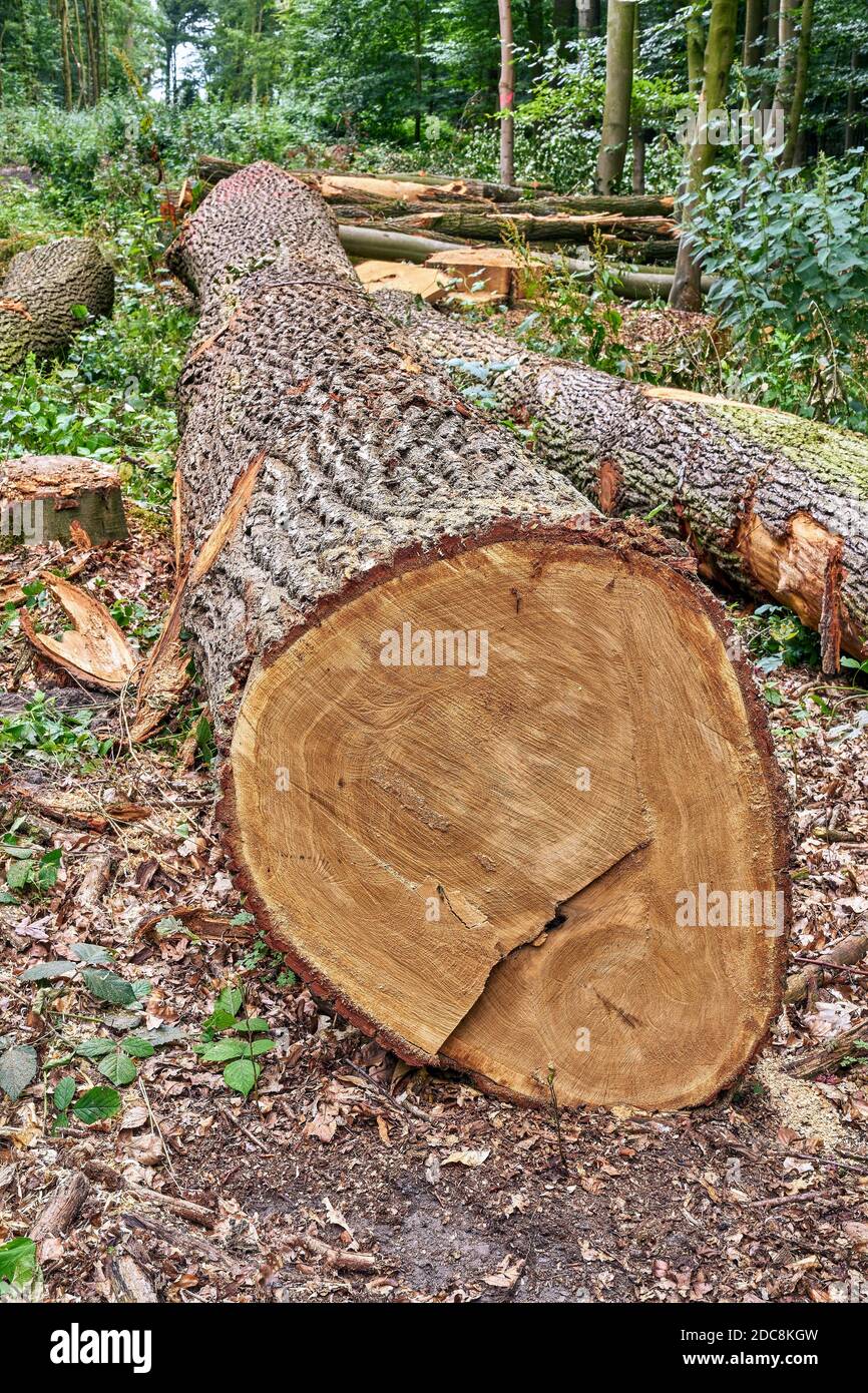 Large oak logs in forest. Forestry and logging Stock Photo Alamy