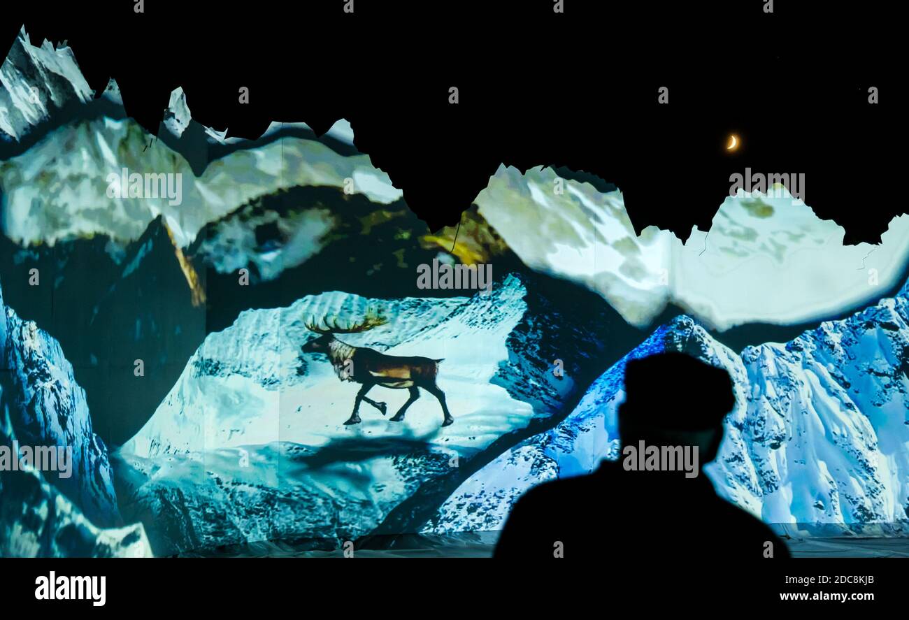 Edinburgh Zoo, Scotland, United Kingdom, 19th November 2020. Edinburgh