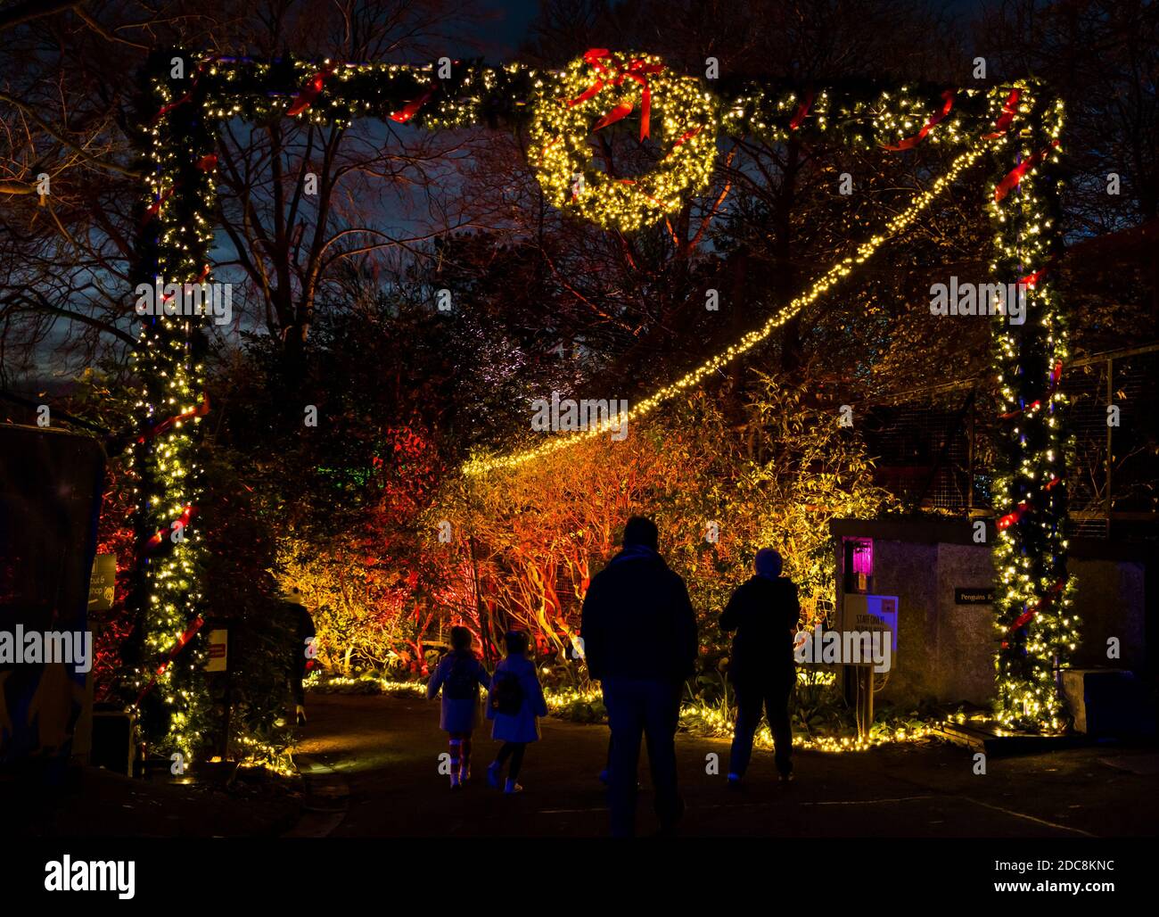 Edinburgh Zoo, Scotland, United Kingdom, 19th November 2020. Edinburgh