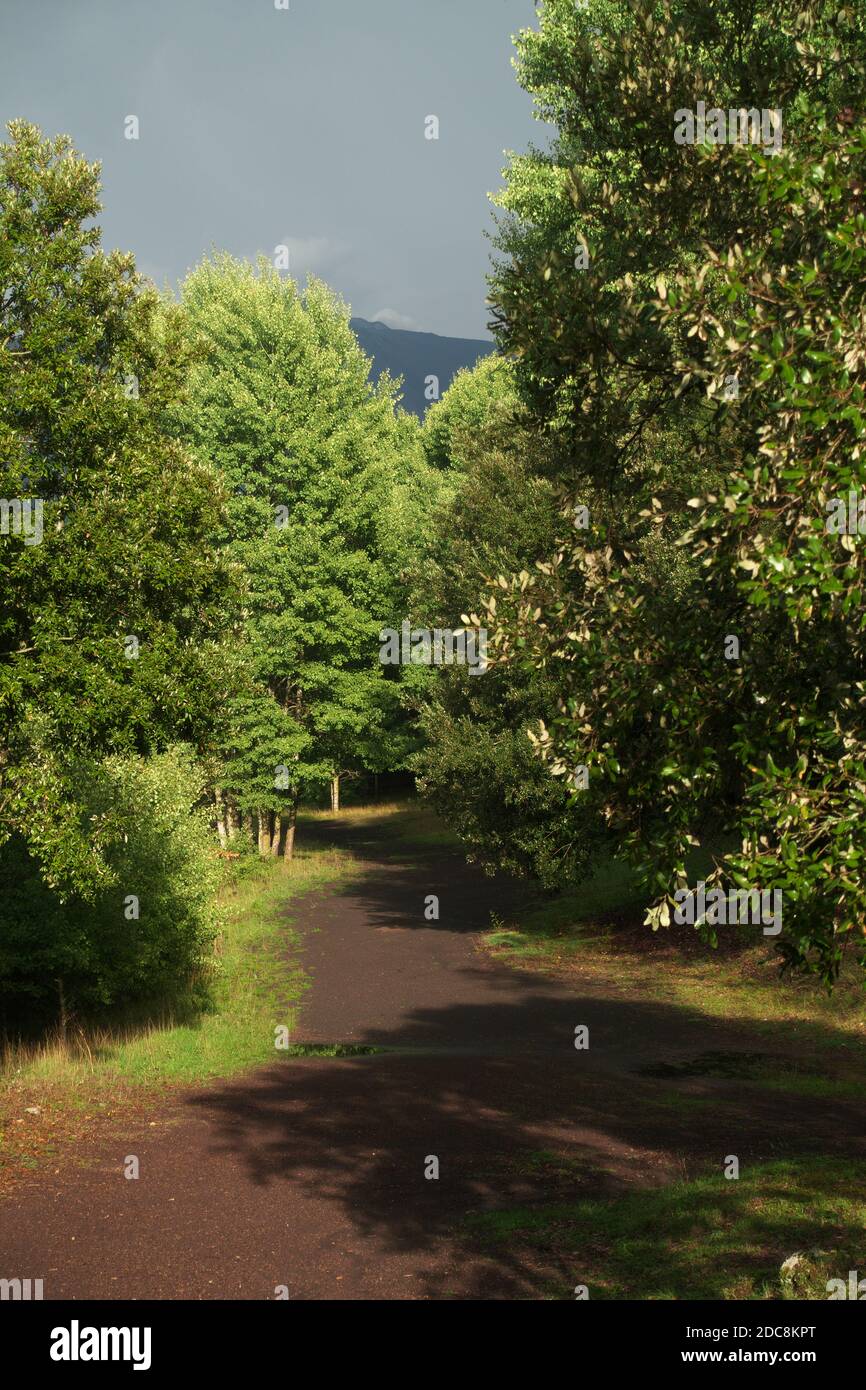 dramatic stormy light on a path through the lush foliage of mixed forest of Etna Park a landmark of Sicily nature and outdoor tourism Stock Photo