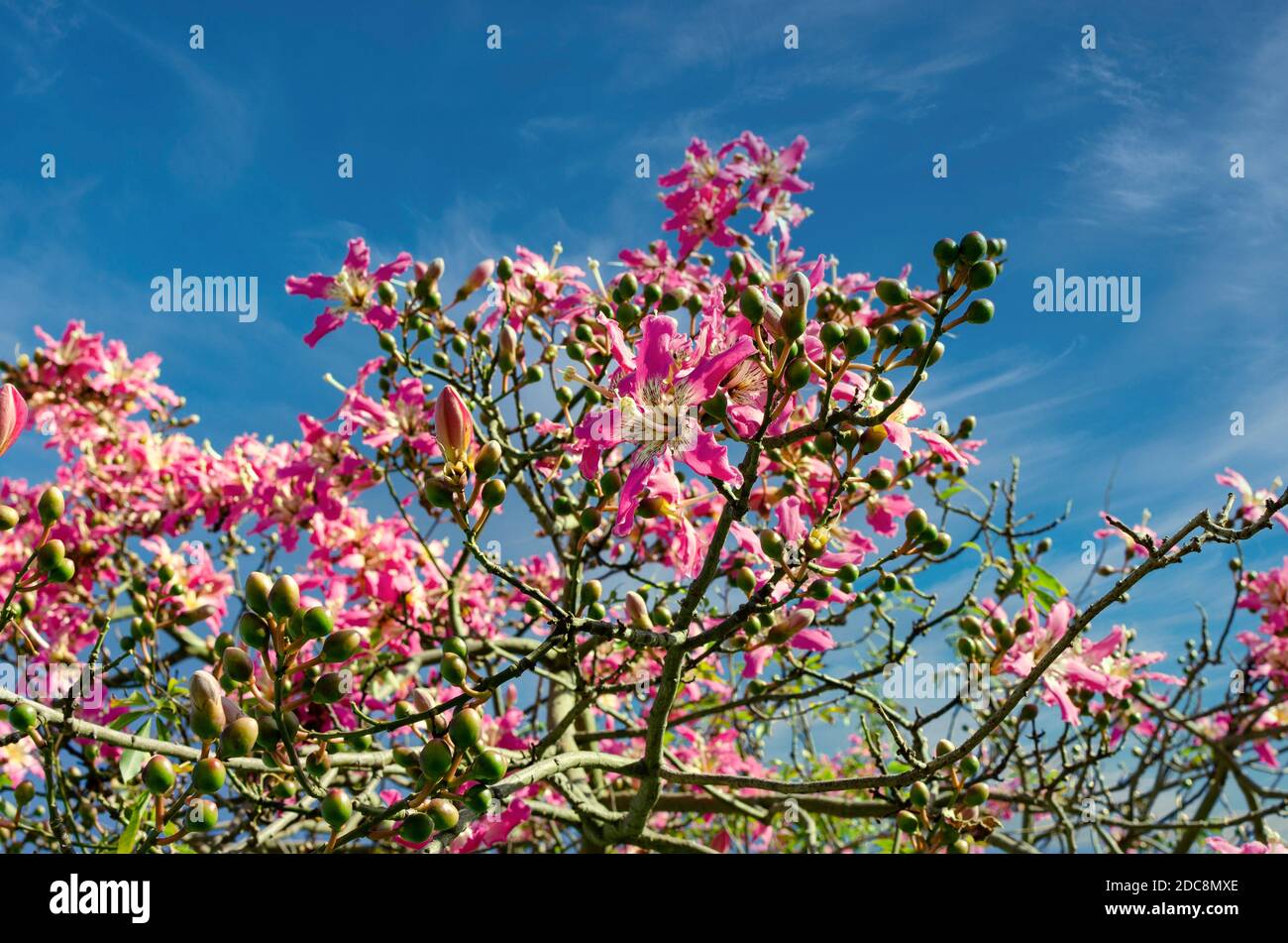 Beautiful flowers of a Ceiba Speciosa tree.  Sunny day. Stock Photo