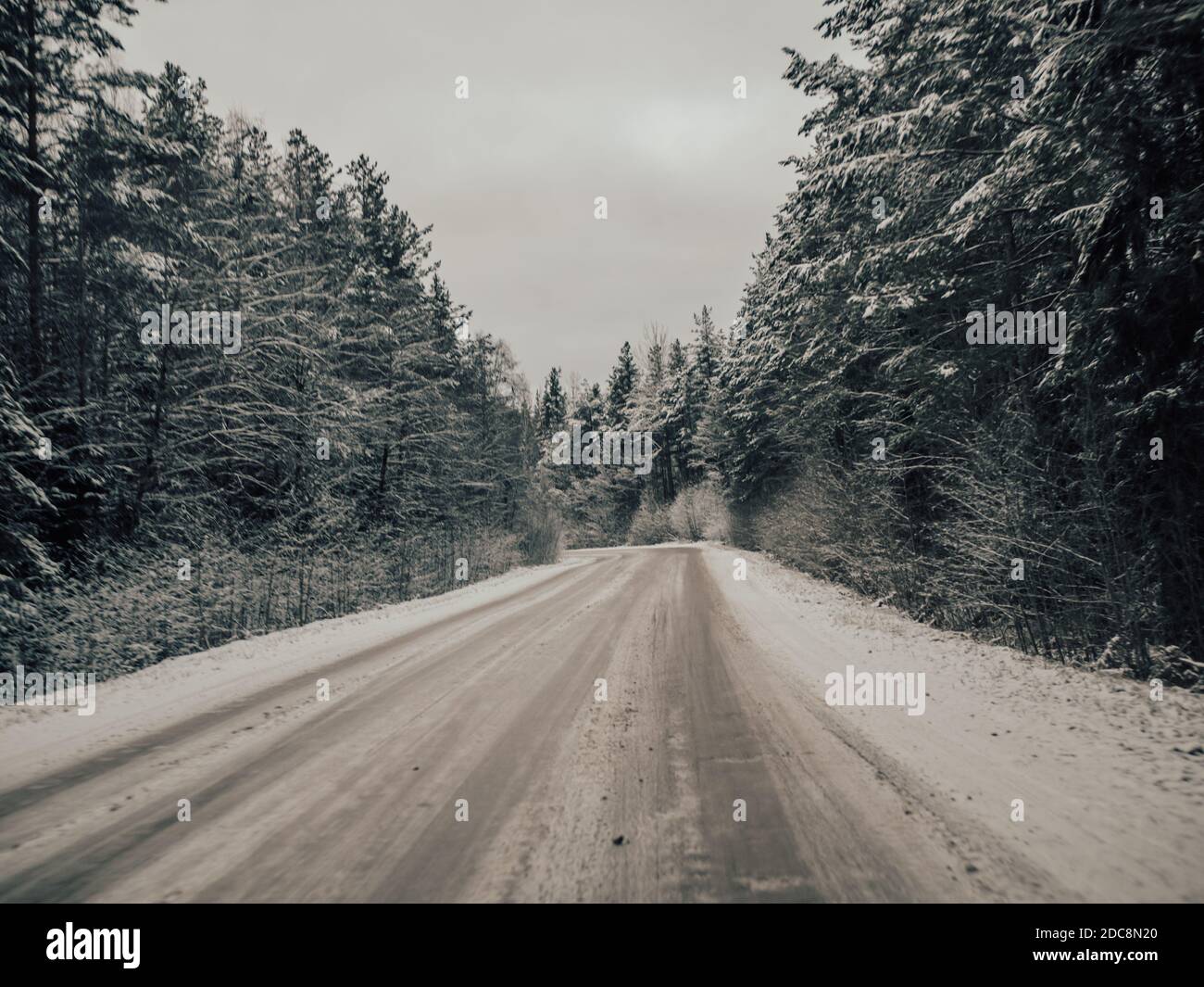 snowy road surrounded by pine trees, driving in winter snow on a ...