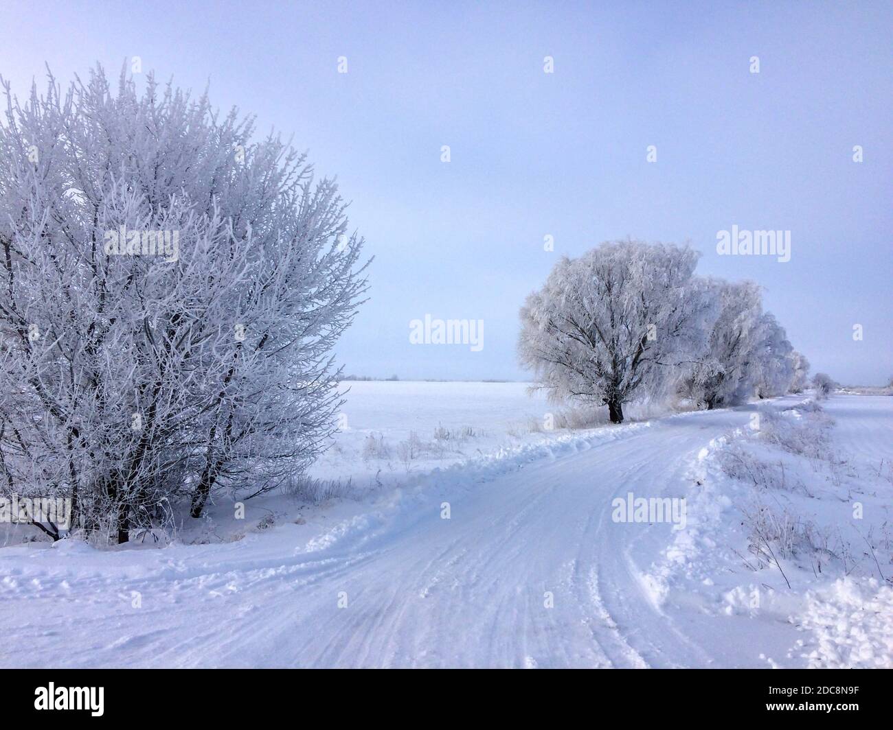 wood in frost, tree in frost, snowy road, snow-covered steppe, frosty day Stock Photo