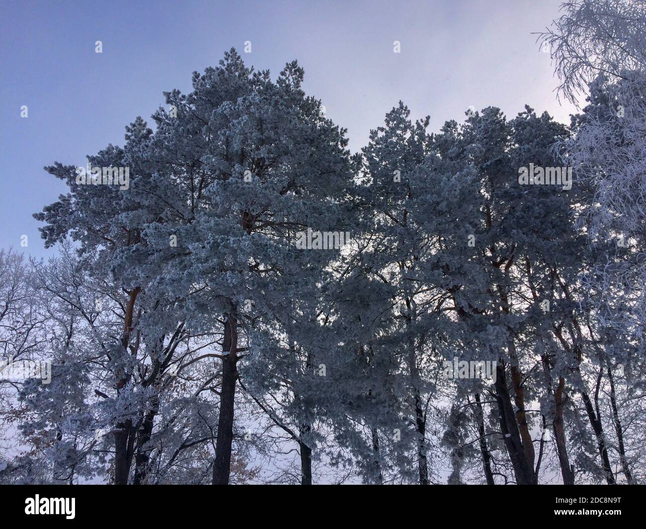 snow-capped trees, winter weather, trees in frost, frozen pines, cloudy weather Stock Photo