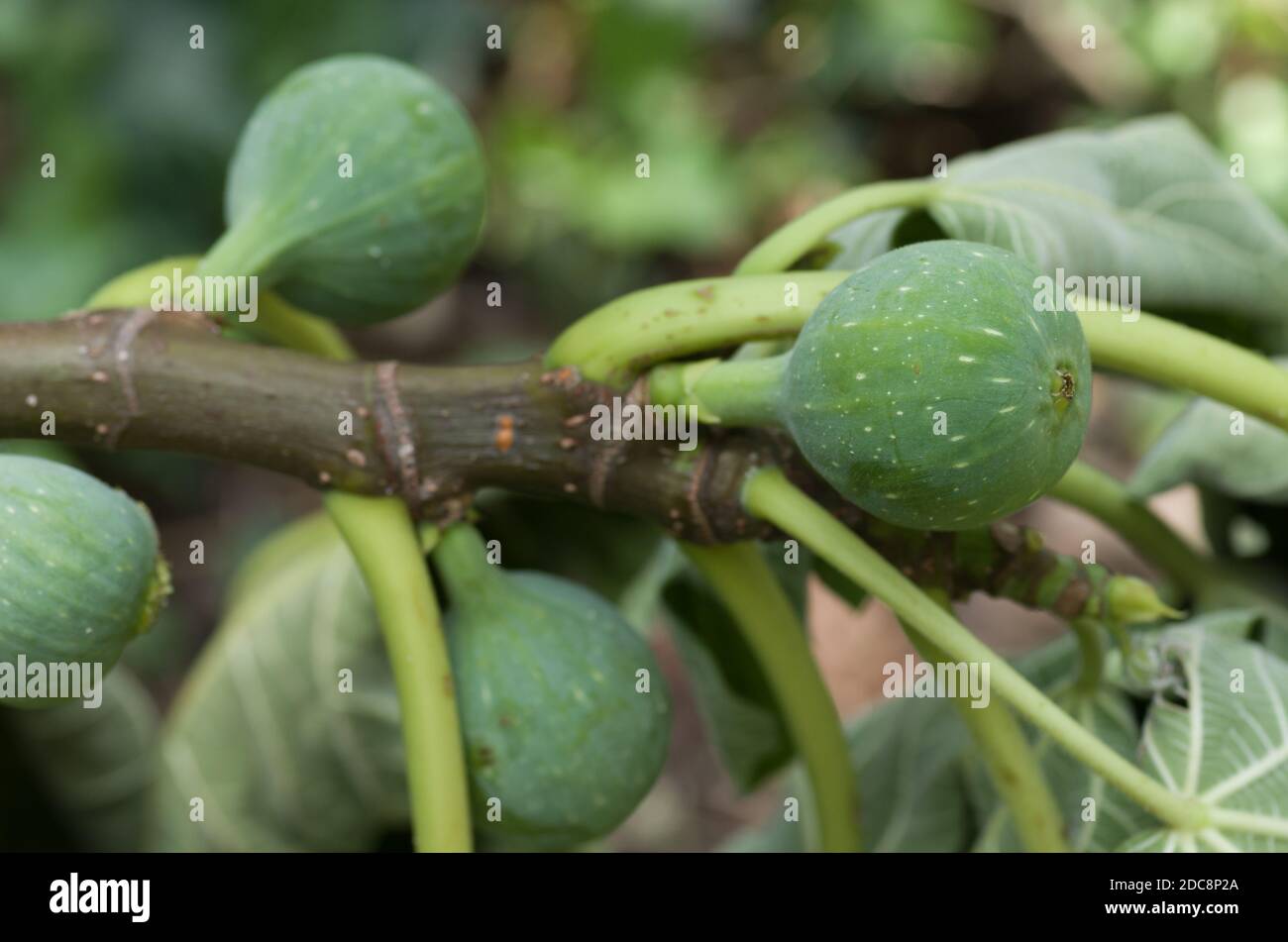 A selective focus shot of figs on the tree Stock Photo