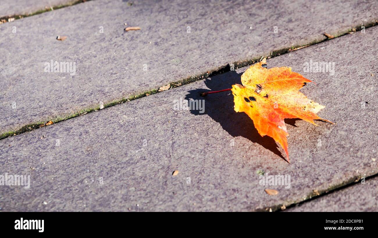 single colorful autumn leaf on the