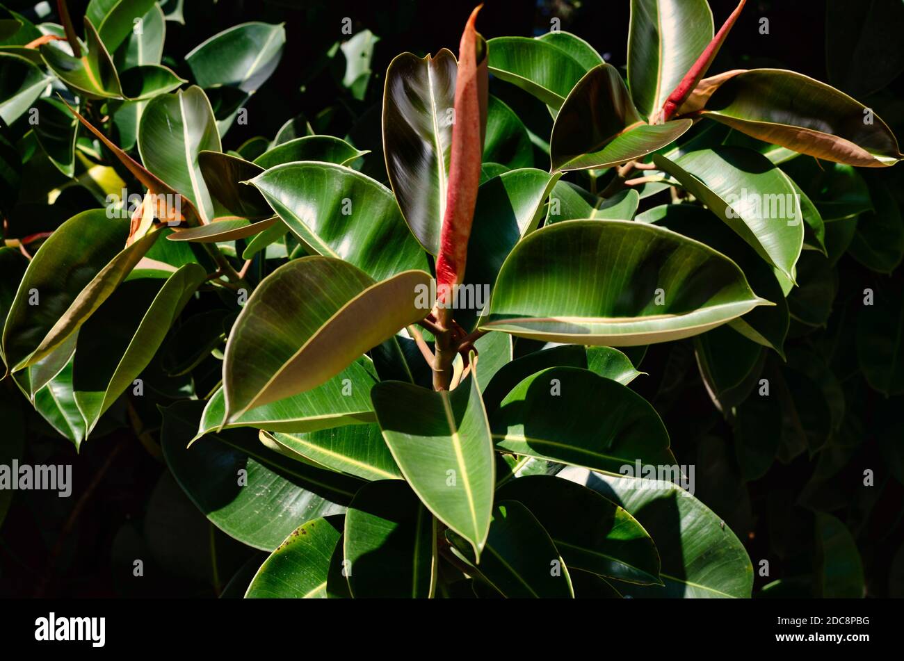 Selective focus on growing leaves from a Ficus Elastica tree.  Outdoor. Stock Photo