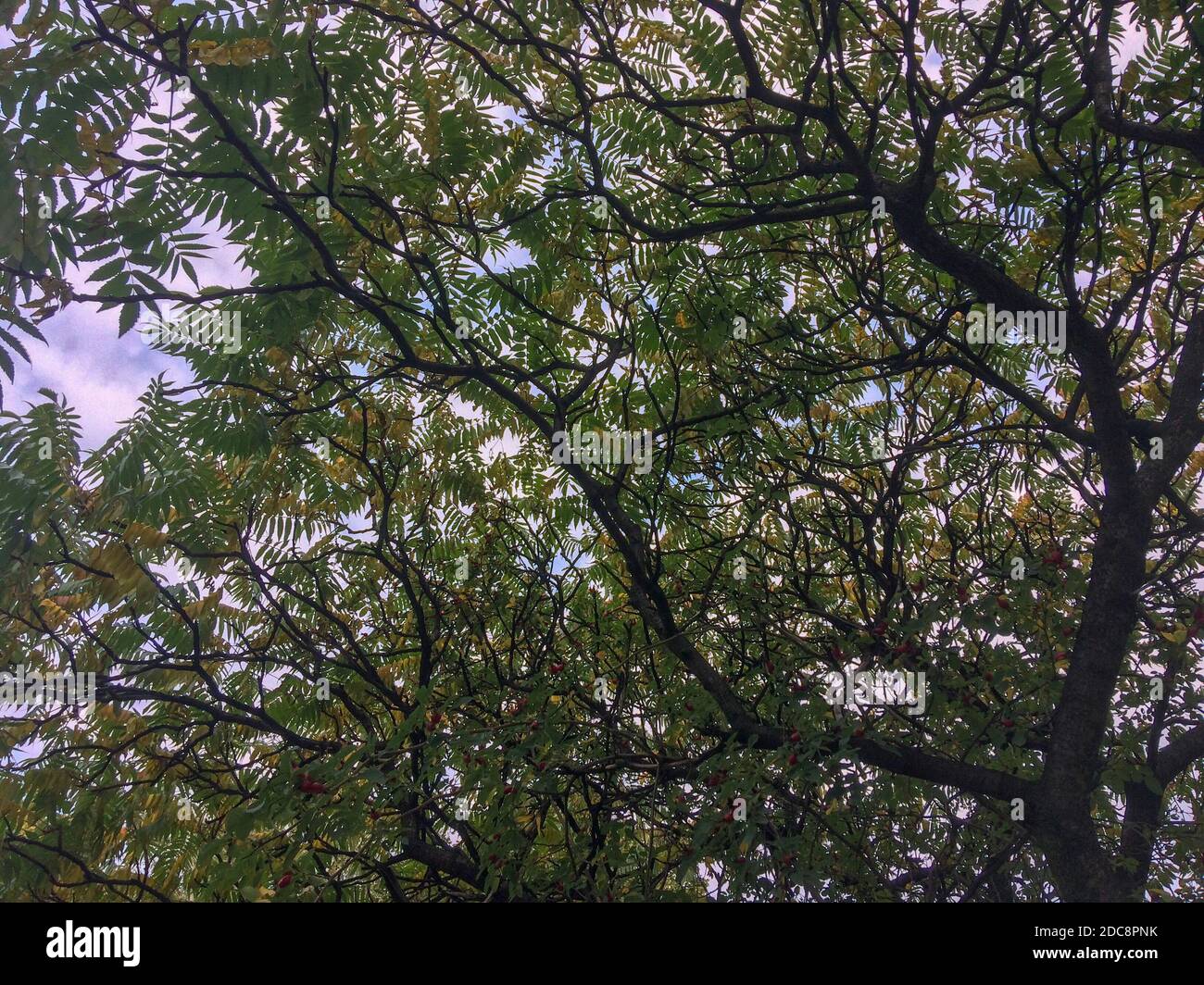 tree branches against the sky, many intertwined tree branches against the sky Stock Photo