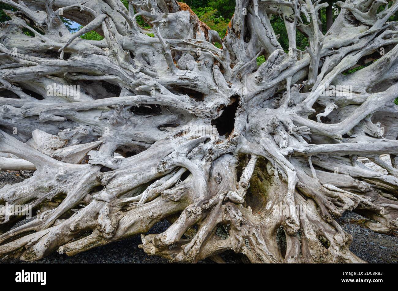 Tree roots driftwood Stock Photo Alamy