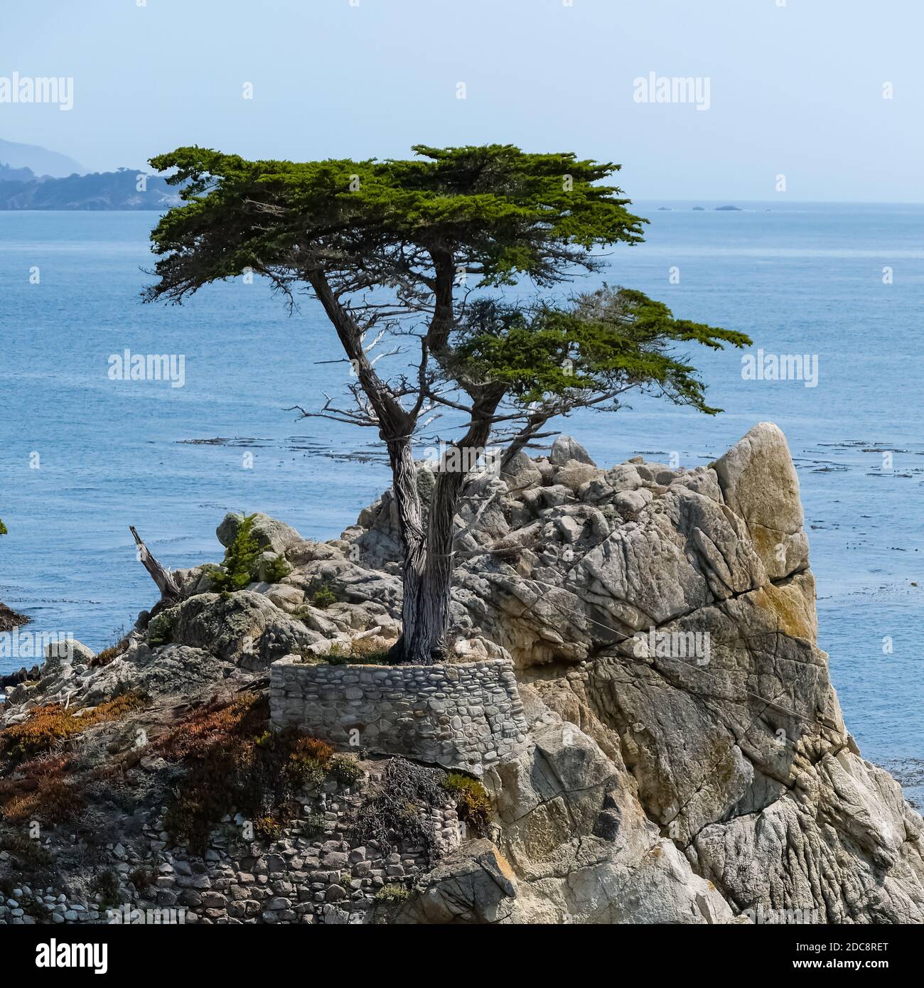 The Lone Cypress is a Monterey cypress tree in Pebble Beach, California ...