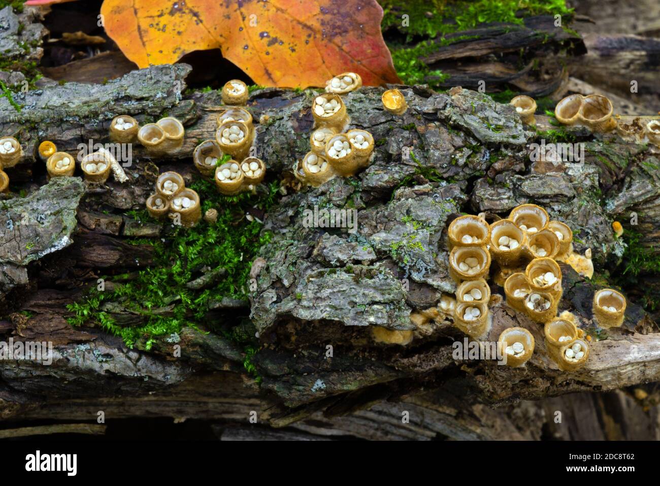 White-egg Bird’s Nest Fungus growing on decaying wood in Pennsylvania’s Pocono Mountains. Each “nest” averages 5 to 10mm across and up to 10mm high. Stock Photo