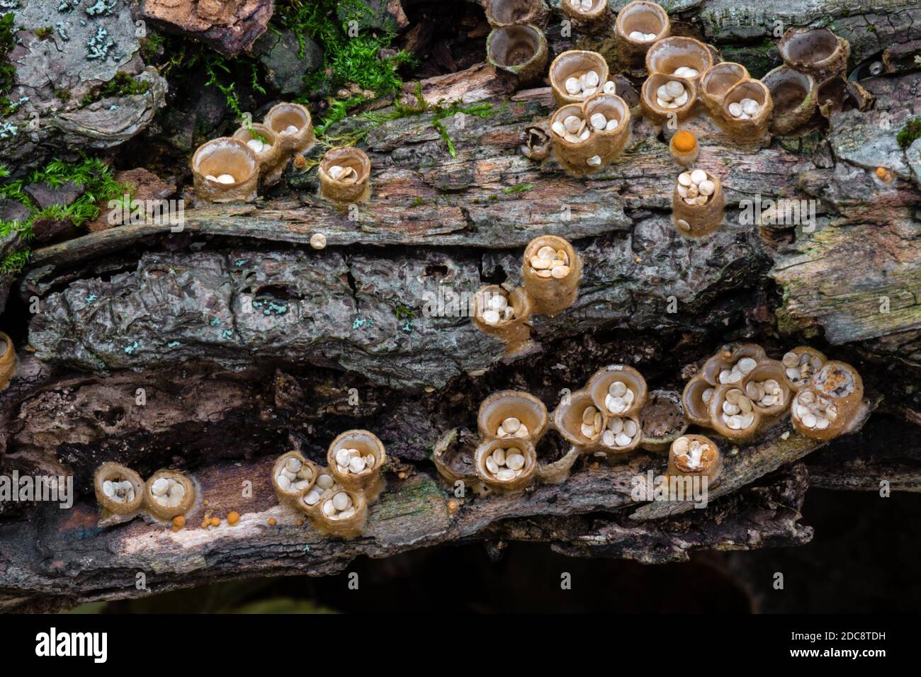 White-egg Bird’s Nest Fungus growing on decaying wood in Pennsylvania’s Pocono Mountains. Each “nest” averages 5 to 10mm across and up to 10mm high. Stock Photo