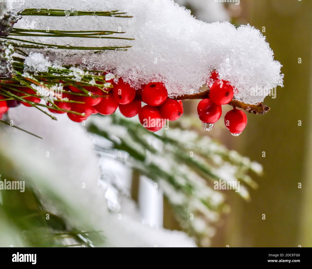 snowfall on red berries at Christmas Stock Photo - Alamy