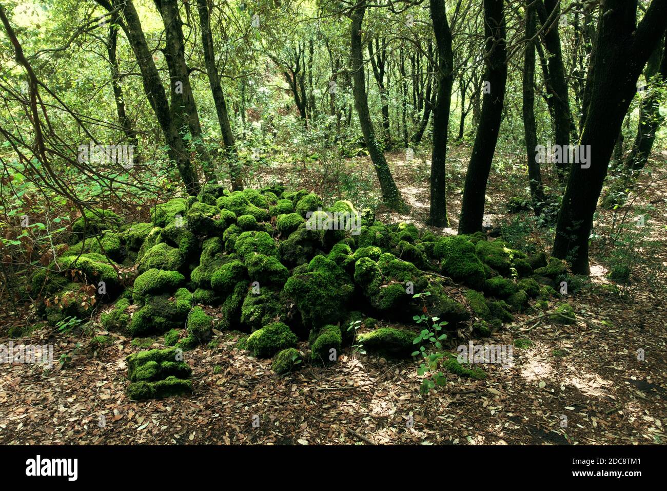 moss covers rocks of very old lava in the dark of a dense vegetation in a deciduous forest of Etna Park a landmark of Sicily nature and outdoor touris Stock Photo