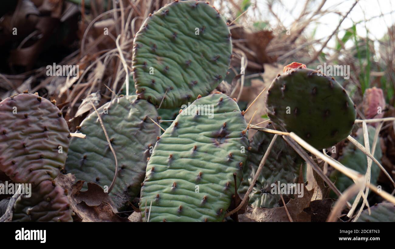 Michigan cactus hi-res stock photography and images - Alamy