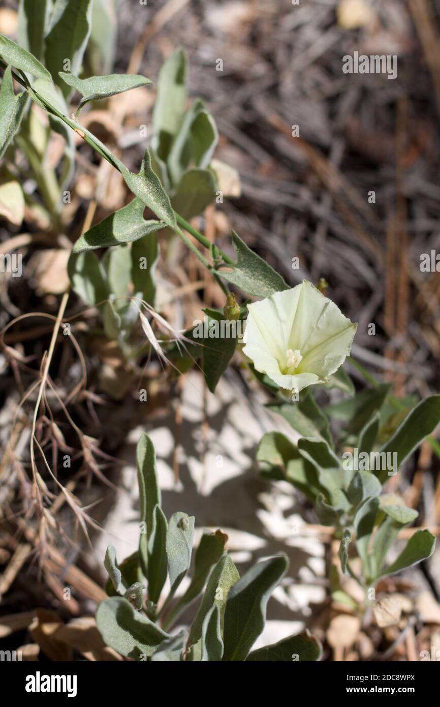 Solitary white inflorescence, Chaparral Morning Glory, Calystegia Occidentalis, Convolvulaceae, native perennial, San Bernardino Mountains, Summer. Stock Photo