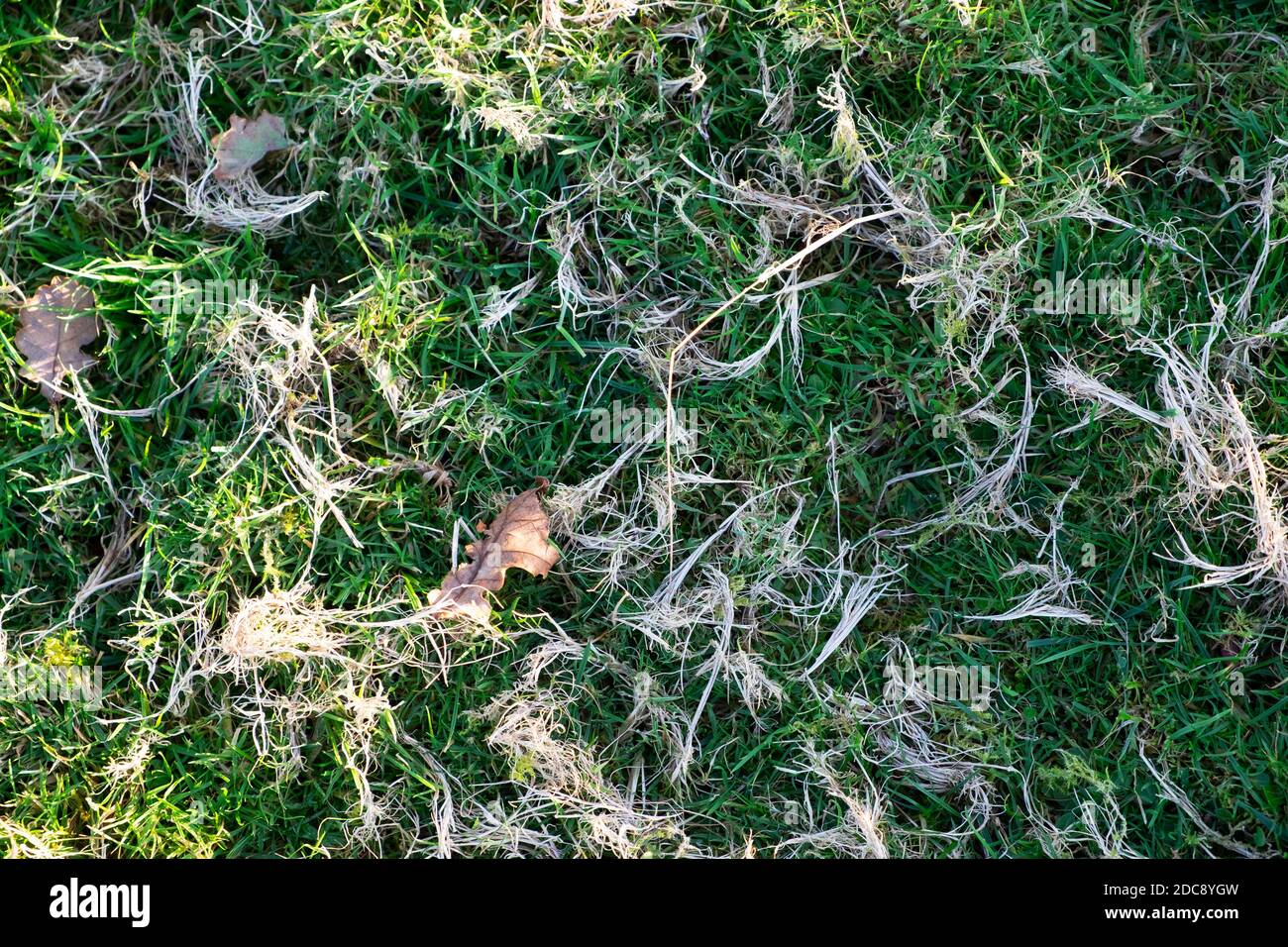 Closeup detail of dry wispy bits of grass on a green field with brown leaves in autumn background on farm in Wales UK  Great Britain  KATHY DEWITT Stock Photo