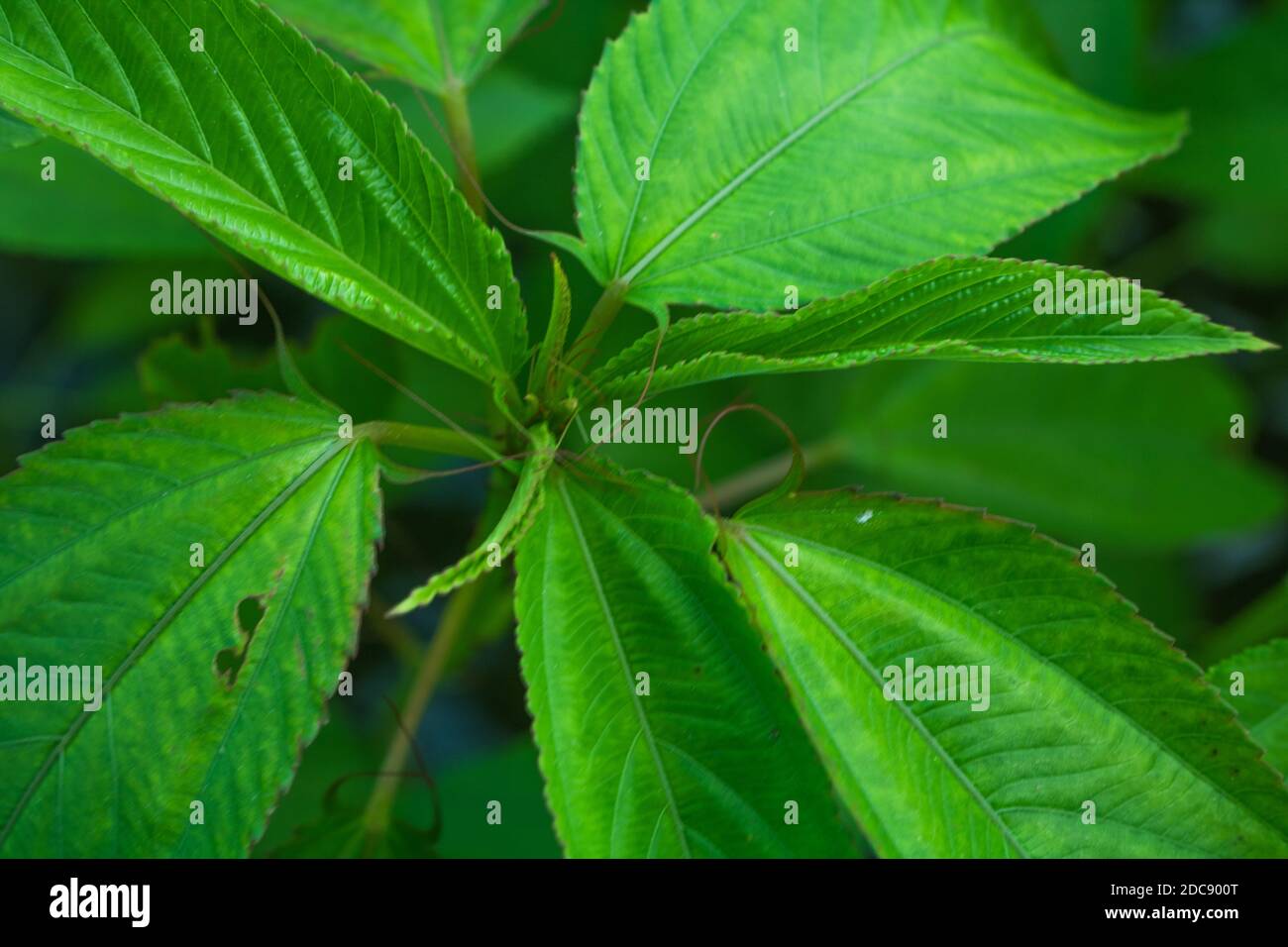 Jute leaves are also known as saluyot, ewedu or lalo, depending on the region they are being cultivated or cooked in. The leaves have slightly toothed Stock Photo
