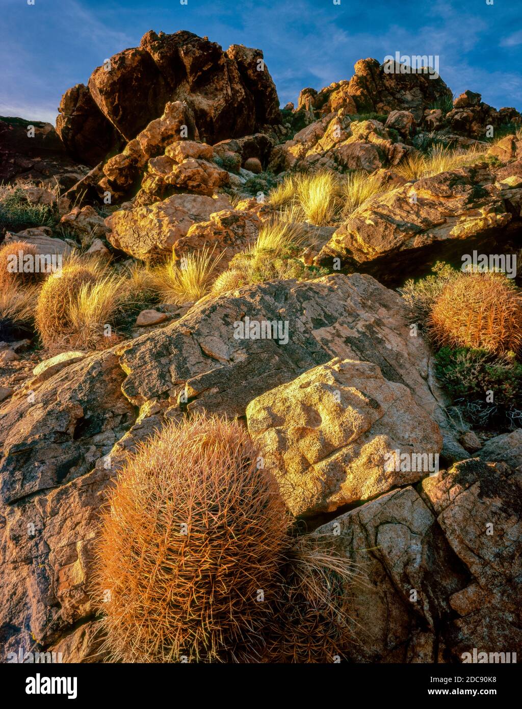 Cottontops, Echinocactus polycephalus, Ivanpah Mountains, Mojave National Preserve, California Stock Photo