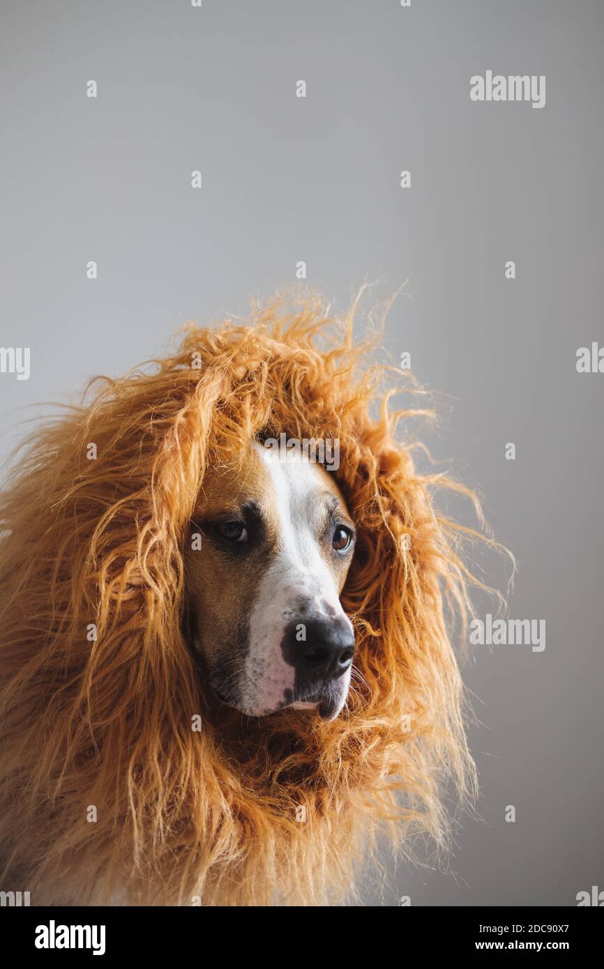 Mastiff with mane cheap