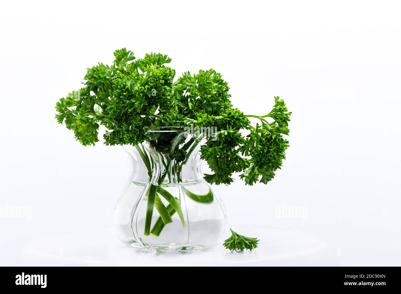 Who does not know this magnificent herb? Parsley can be used for so many things. It is beautiful to look at and good for your health Stock Photo