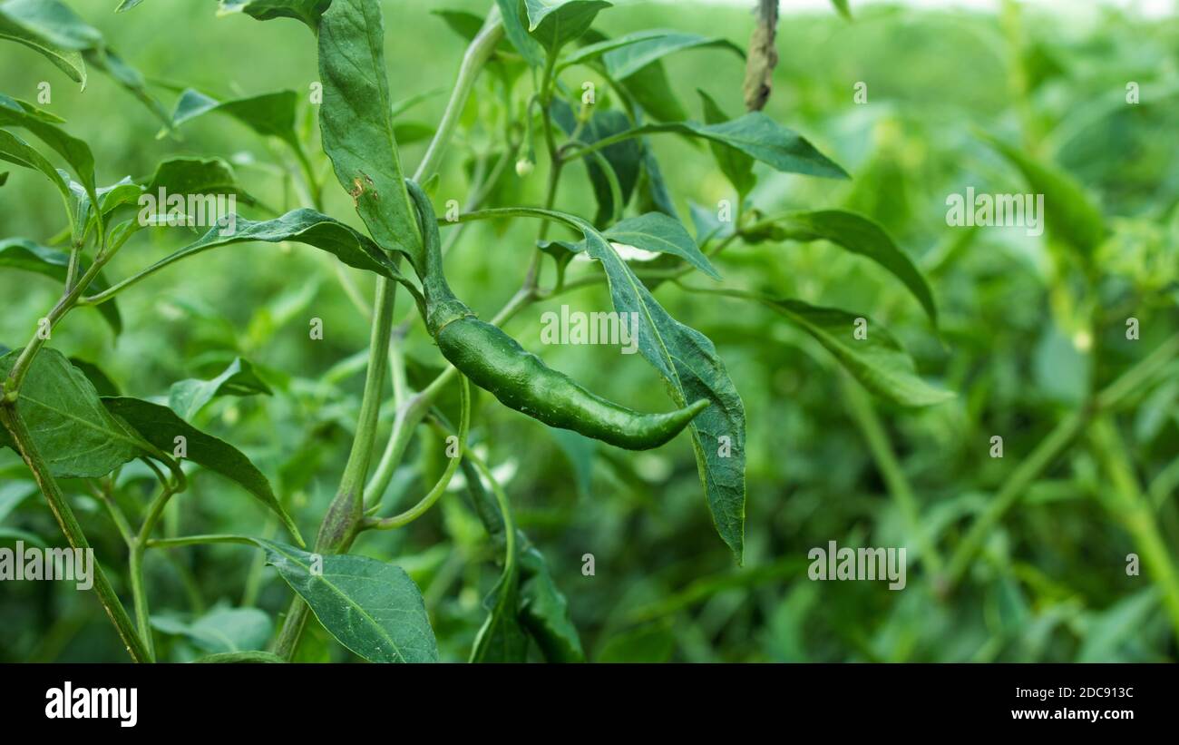 The chili pepper (also Red chile, chile pepper, green pepper, chilli