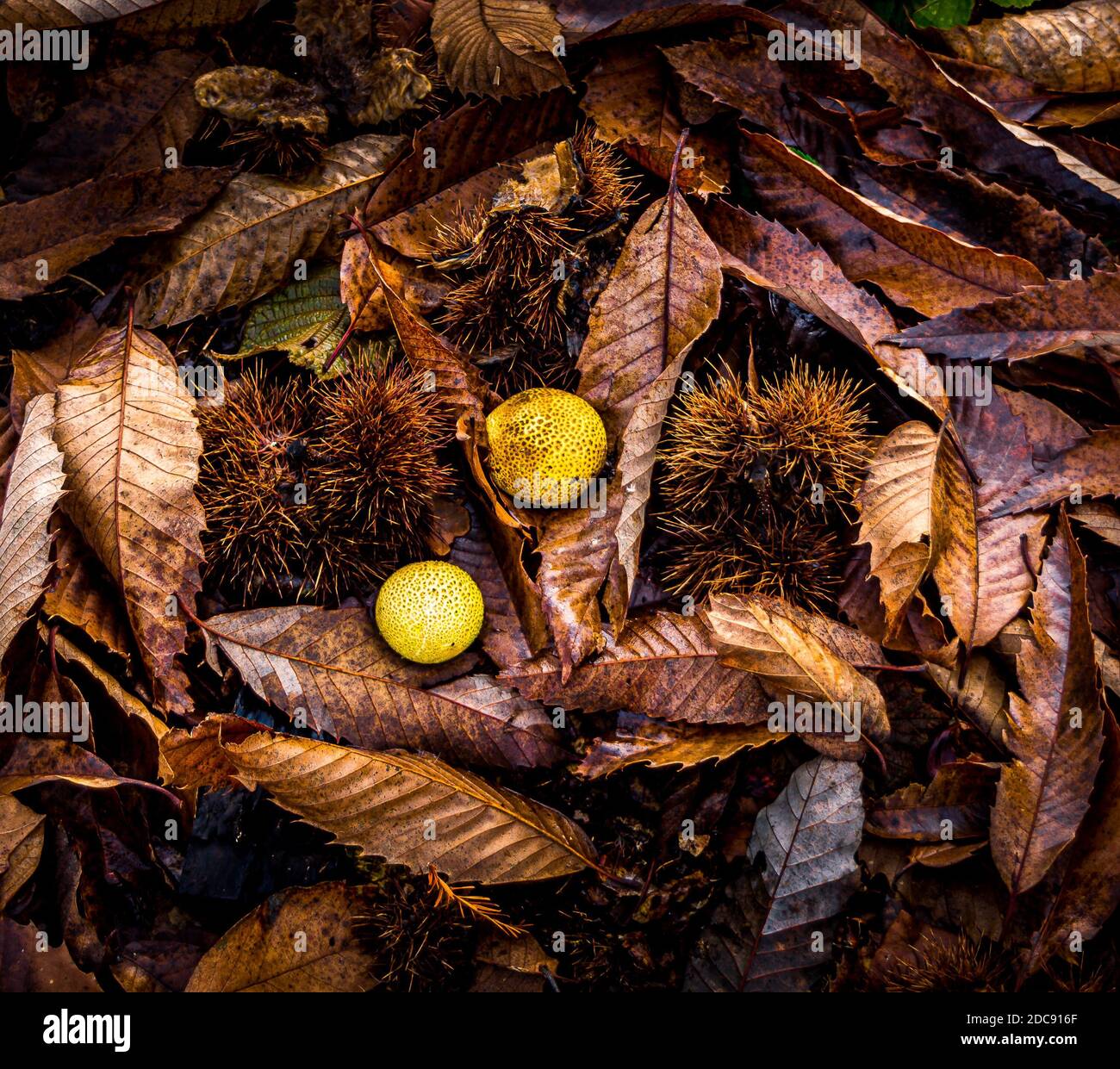 Two yellow mushrooms growing out of the autumn dead foliage Stock Photo