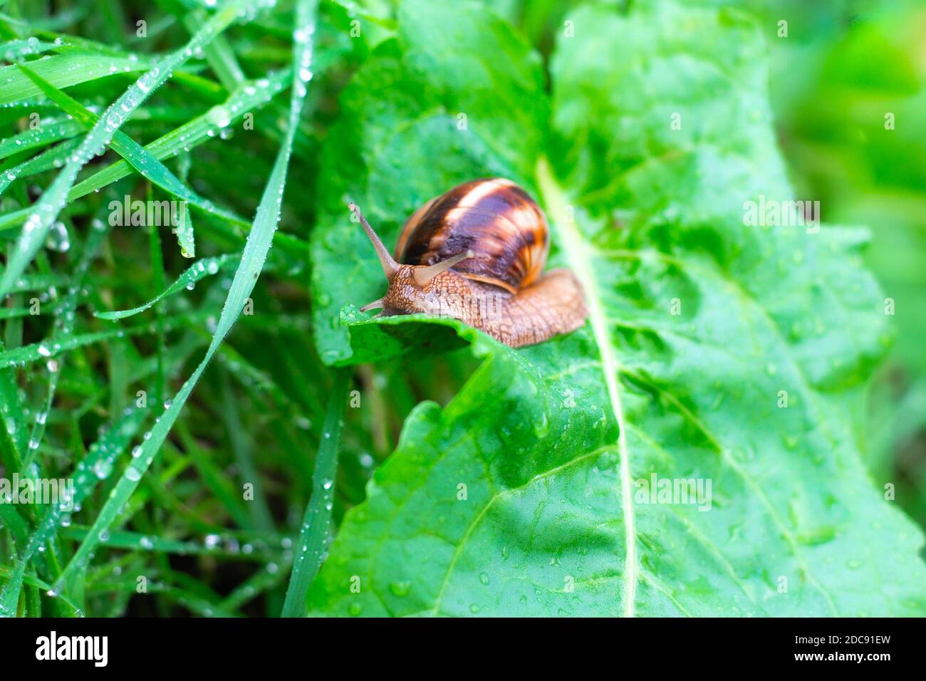 brown snail crawling on wet green leaf after rain, animals in nature ...