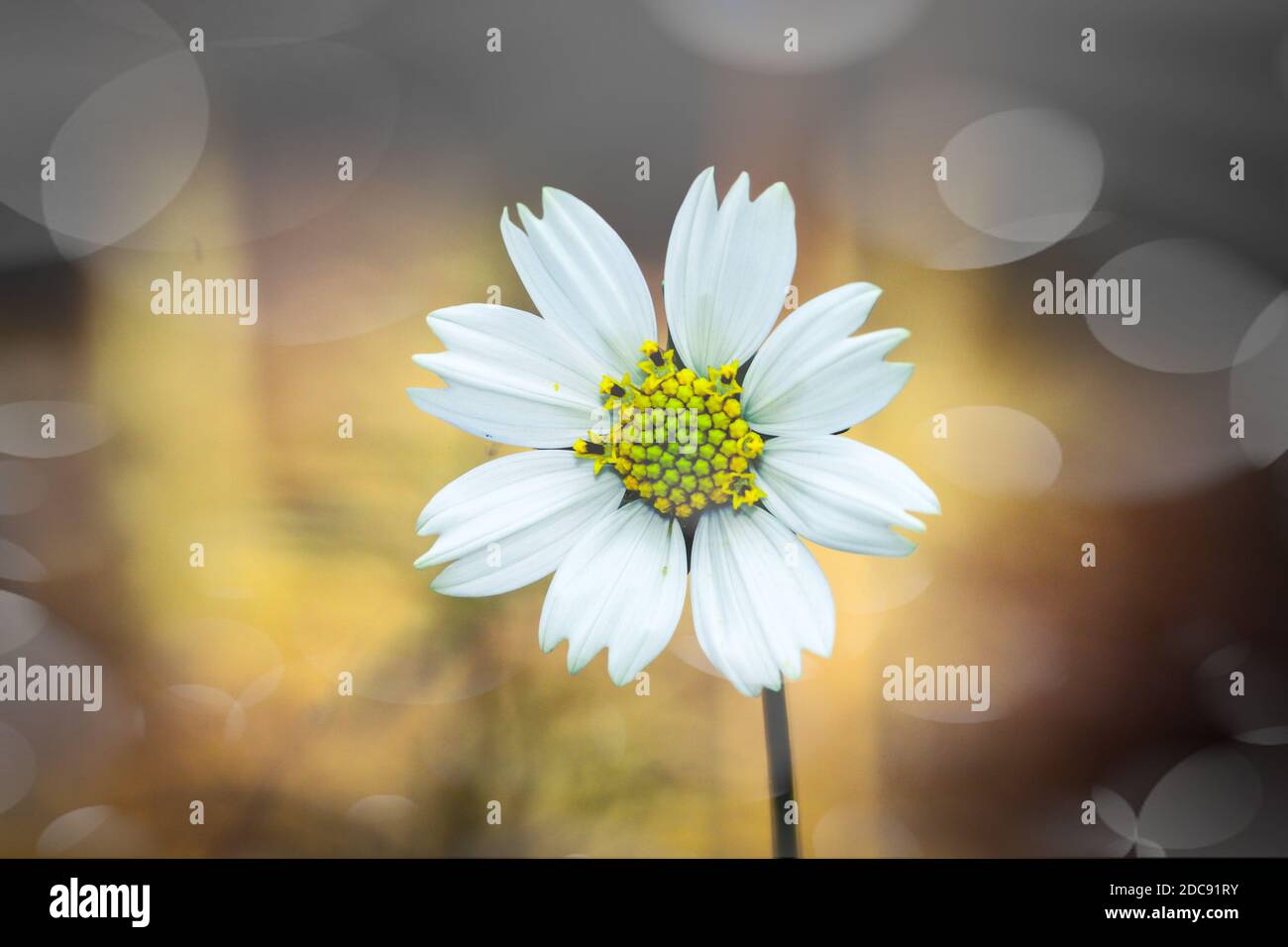 Beautiful butterfly flying together in a flower Garden in Bangladesh