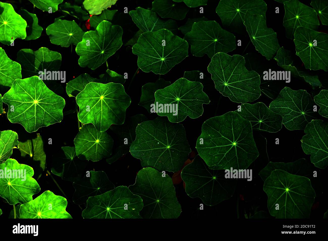 Beautiful butterfly flying together in a flower Garden in Bangladesh