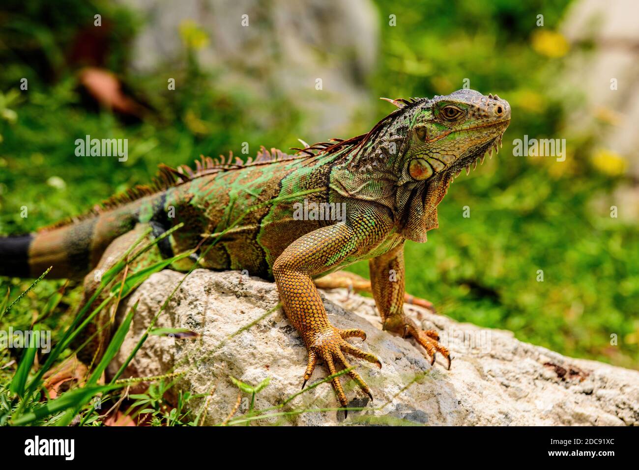And in the subfamily Iguanidae. Green iguana, also known as the
