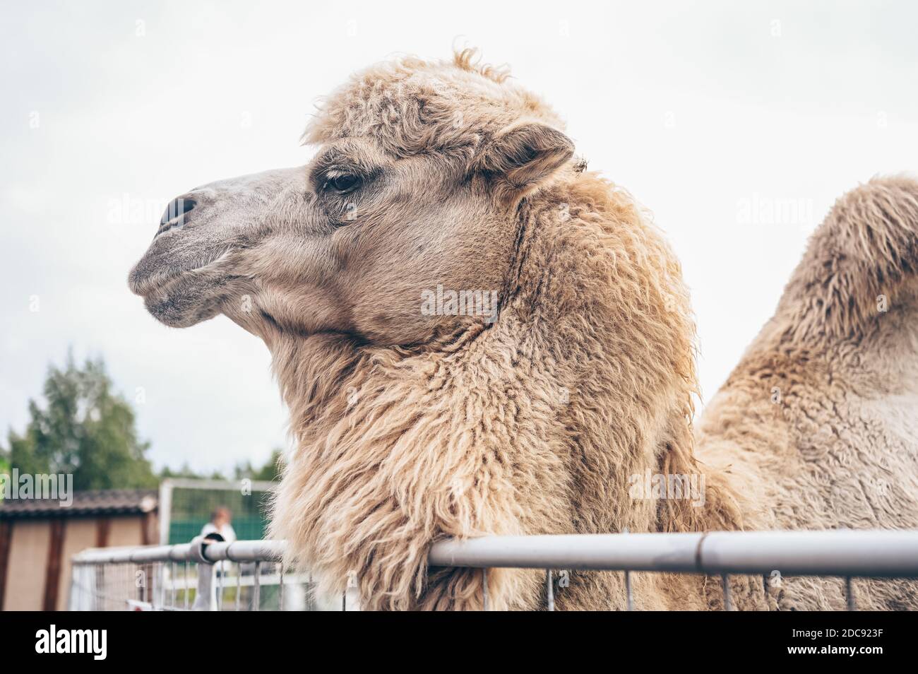 Close up of funny Bactrian camel in Karelia zoo. Hairy camel in a pen with  long light brown fur winter coat to keep them warm with two humps in  captivity for entertainment