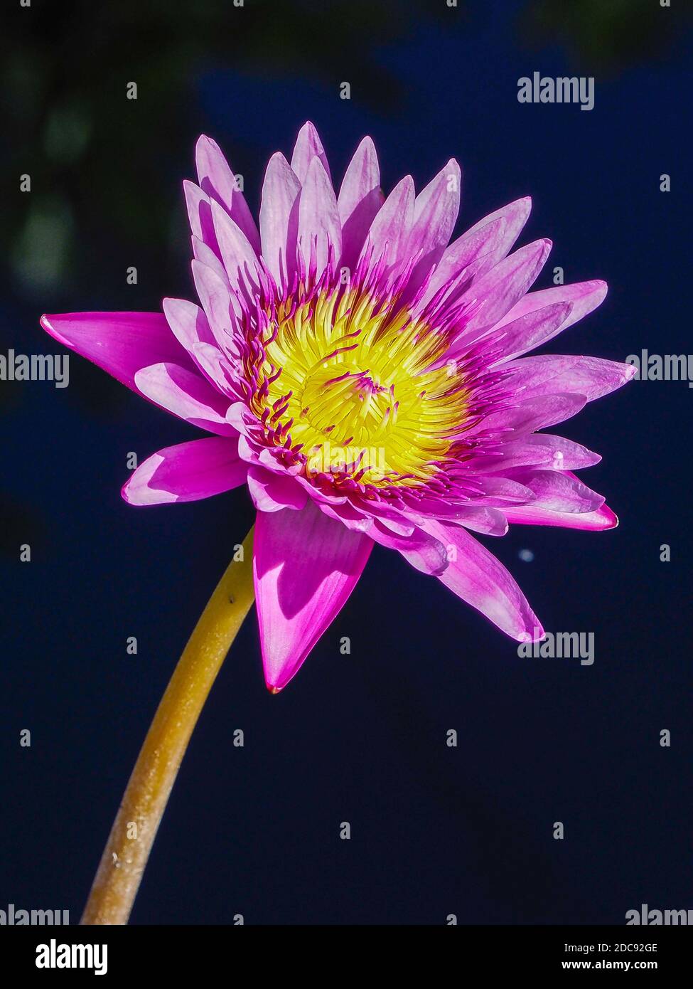 Close up lily bloom hires stock photography and images Alamy