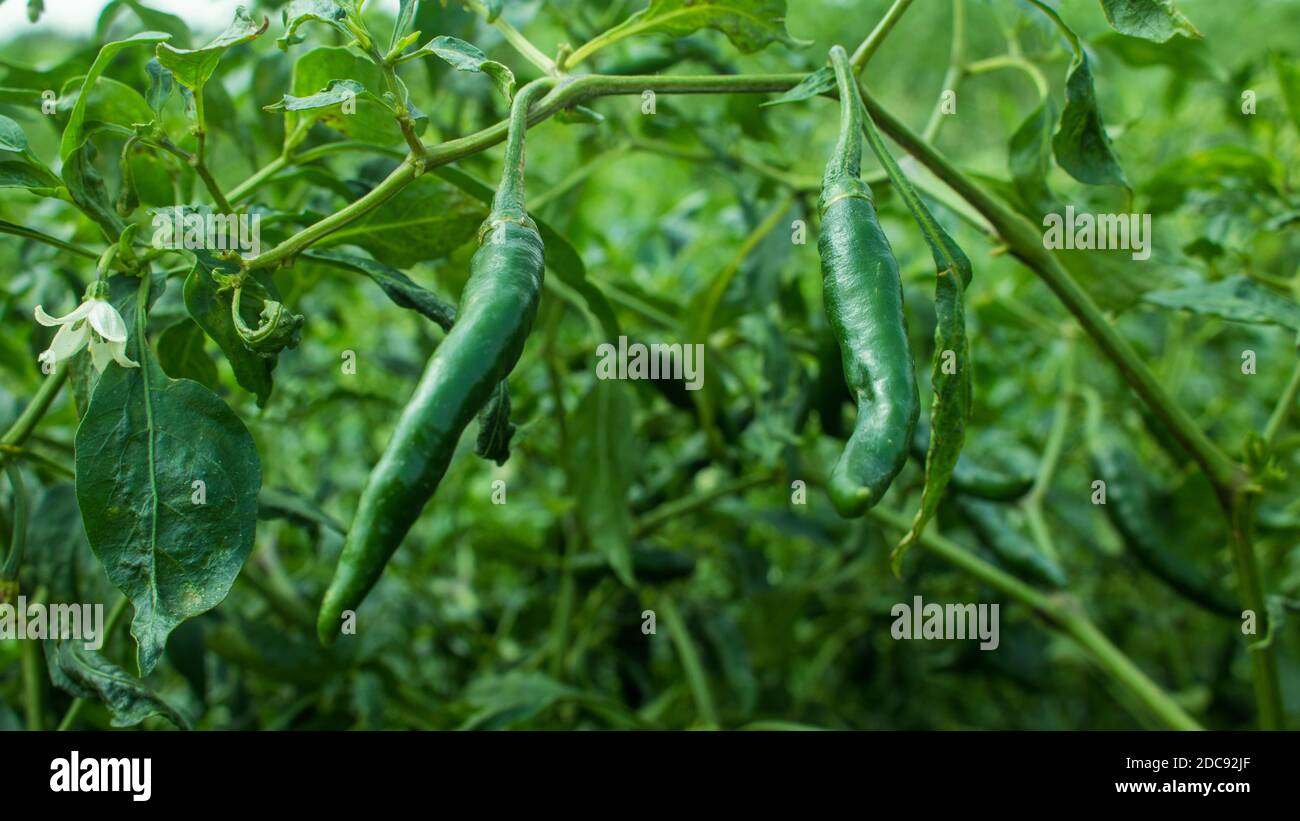 The chili pepper (also Red chile, chile pepper, green pepper, chilli