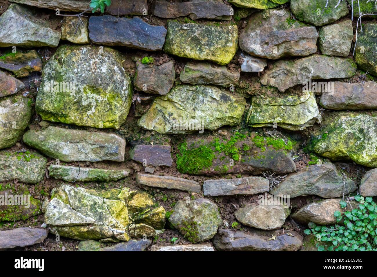 a traditional dry stone wall covered in lichen and moss with weeds ...